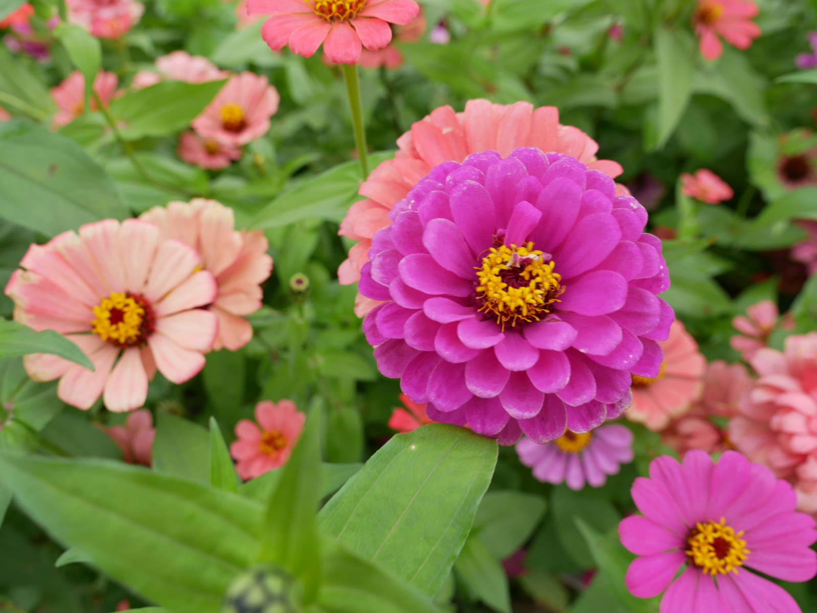 ��Ӯ��(VWIN)�ٷ���վ-AC�����ٷ��������